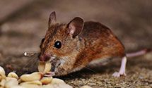 24 Hour & Emergency Exterminators in North Woodbury, OH